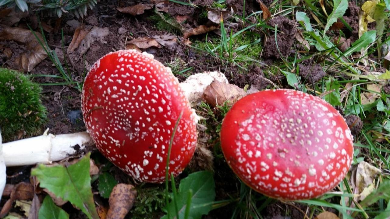 Ferienhaeuser Zur Schaeferei Mitwitz Esterno foto